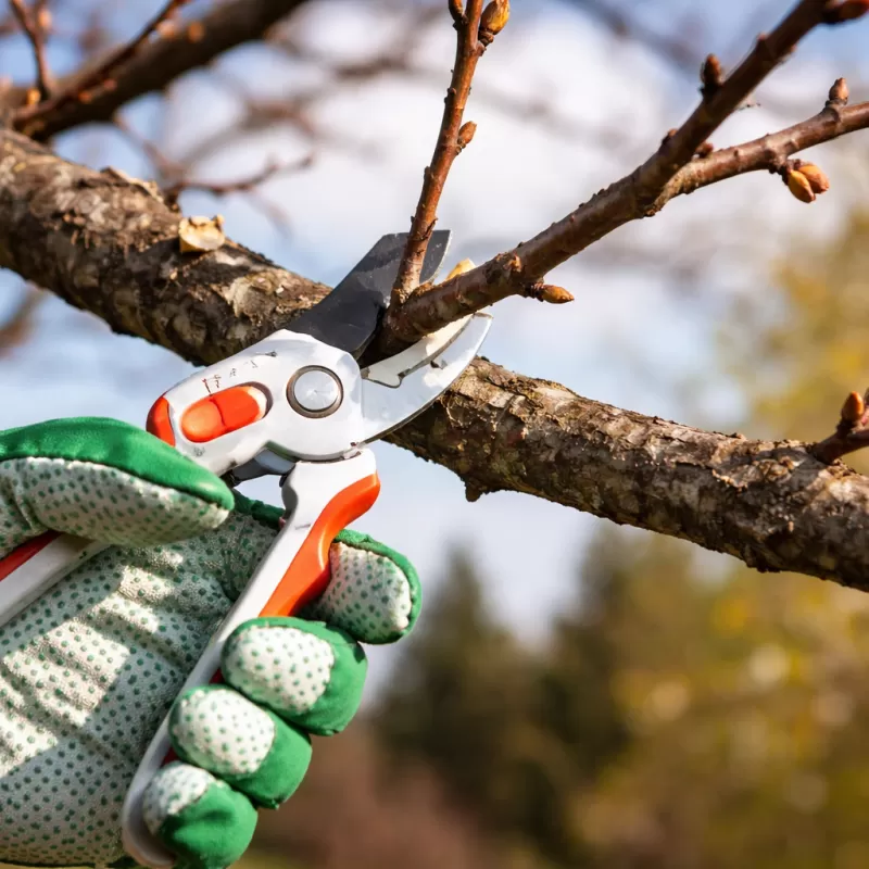 Як обрізати абрикос навесні – терміни, схема та помилки