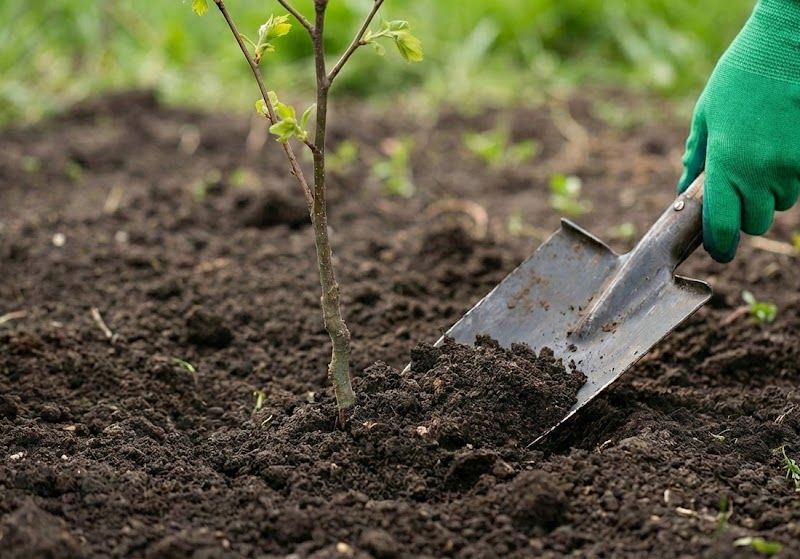 Коли і як садити черешню – оптимальні строки та поради садівникові