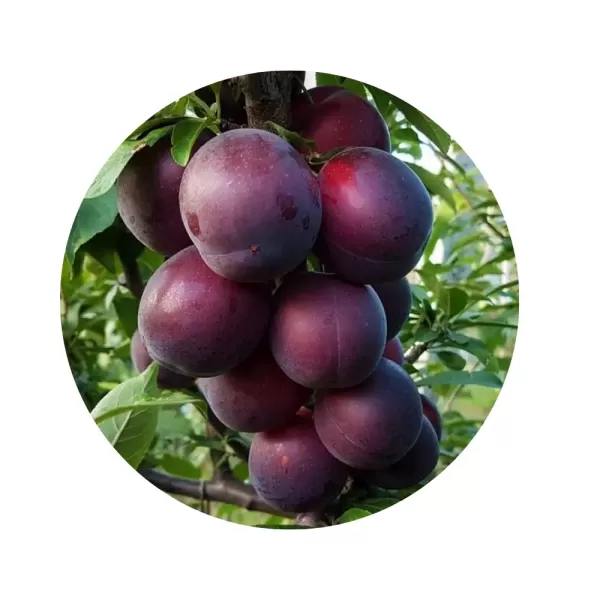 Абрикос "Чорний Принц" (Black Apricot) (темно-пурпурова шкірочка, кисло-солодка м’якоть, середньопізній ексклюзивний сорт)