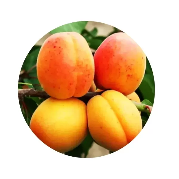 Абрикос “Аврора” (Aurora) (помаранчева м’якоть, ранній сорт)