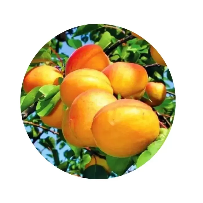 Абрикос "Бержерон" (Bergeron) (насичено-помаранчева м’якоть, пізній сорт)