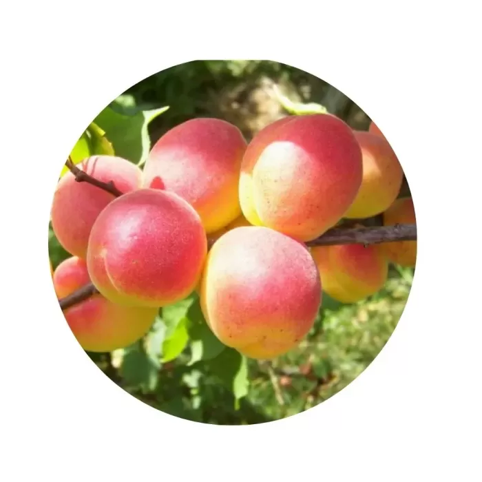 Абрикос "Червонощокий" (світло-помаранчева м’якоть, середній термін дозрівання)