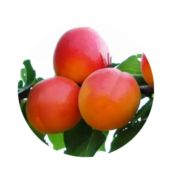 Абрикос “Фардао” (Fardao) (насичено-помаранчева м’якоть, середньоранній сорт)