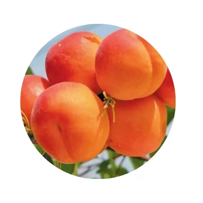 Абрикос "Фарбелі" (Farbaly) (яскраво-помаранчева м’якоть, пізній сорт)