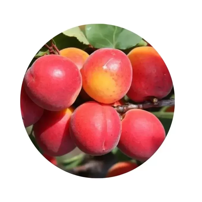 Абрикос "Харкот" (Harcot) (помаранчева м’якоть, середньоранній сорт)