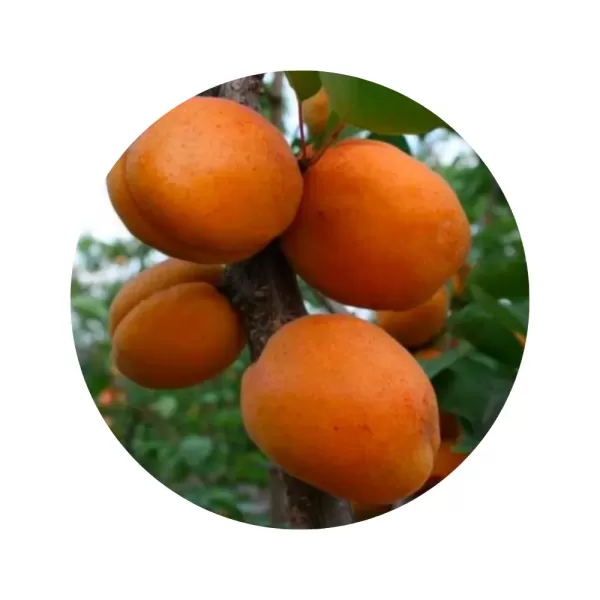 Абрикос "Харгранд" (світло-помаранчева м’якоть, пізній сорт)