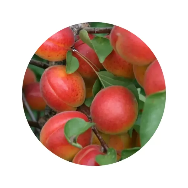 Абрикос "Харогем" (помаранчева м’якоть, пізній сорт)