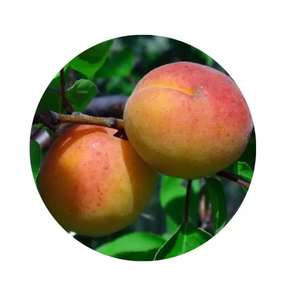 Абрикос "Кіото" (Kioto) (помаранчева м’якоть, середній термін дозрівання)