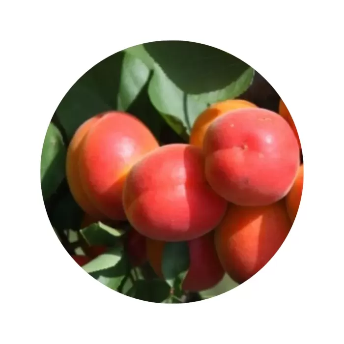 Абрикос "Манга" (помаранчева м’якоть, середній строк дозрівання)