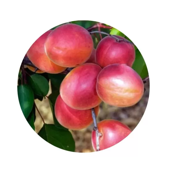 Абрикос "Меджик Кот" (Magic Cot) (помаранчева м’якоть, ранній сорт)