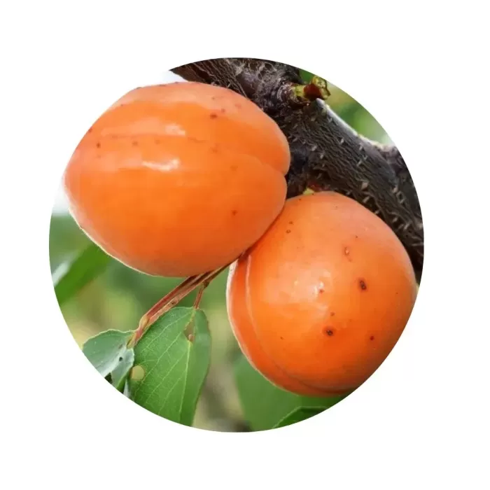 Абрикос "Оранж Ред" (Orange Red) (помаранчева м’якоть, середній термін дозрівання)