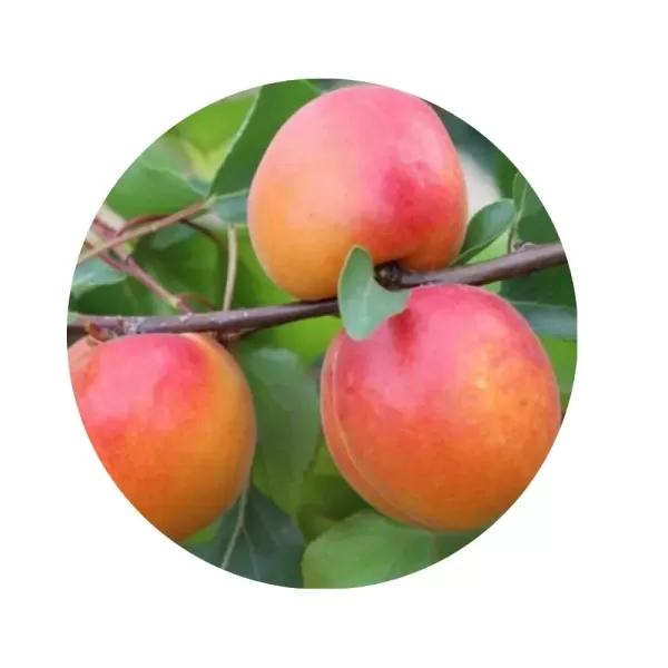 Абрикос "Спрінг Блаш" (Spring Blush) (помаранчева м’якоть, ранній сорт)