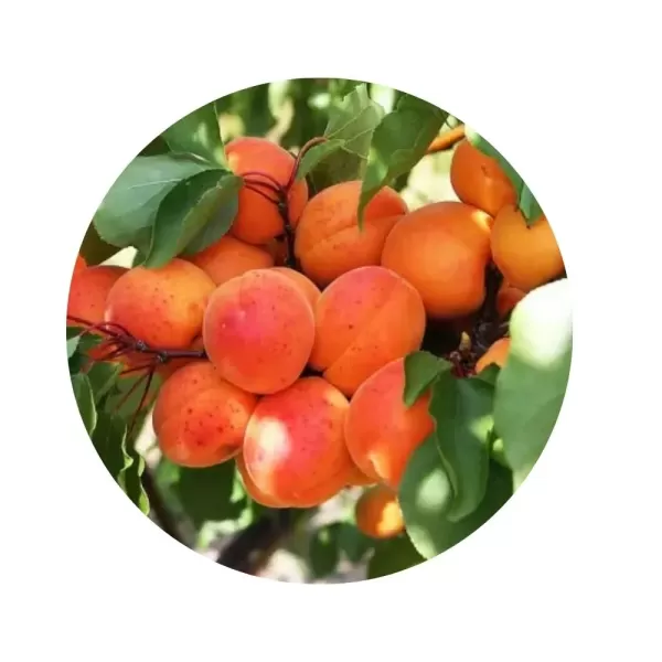 Абрикос "Том Кот" (Tom Cot) (помаранчева м’якоть, ранній сорт)