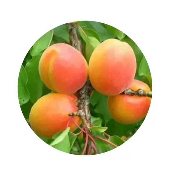 Абрикос "Вондер Кот" (Wonder Cot) (помаранчева м’якоть, ранній сорт)