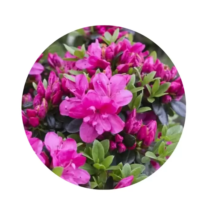 Азалія японська "Анна Франк" (Azalea japonica 'Anne Frank') (яскраво-рожеві квіти з темно-малиновим крапом, витончений кущ)