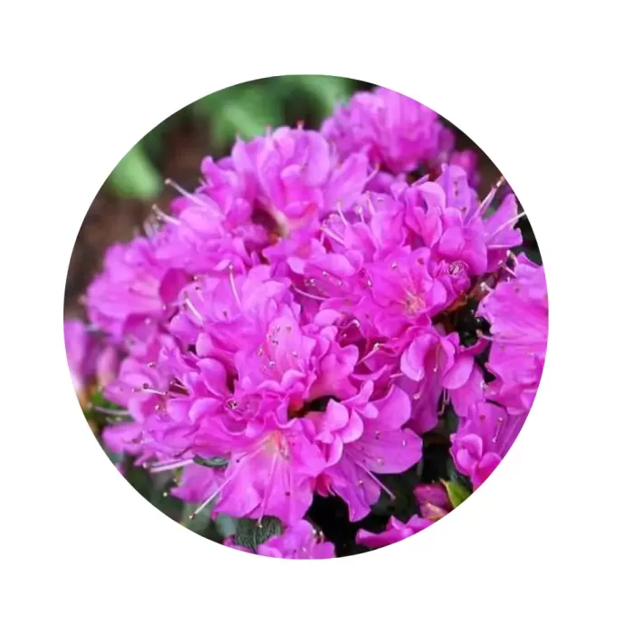 Азалія японська "Гейша Перпл" (Azalea japonica 'Geisha Purple') (насичено-пурпурово-фіолетові квіти, низькорослий подушкоподібний сорт)