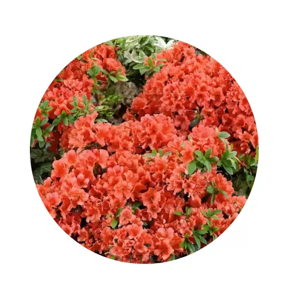 Азалія японська "Оранж Б'юті" (Azalea japonica 'Orange Beauty') (вогненно-помаранчеві квіти, компактний напіввічнозелений сорт)