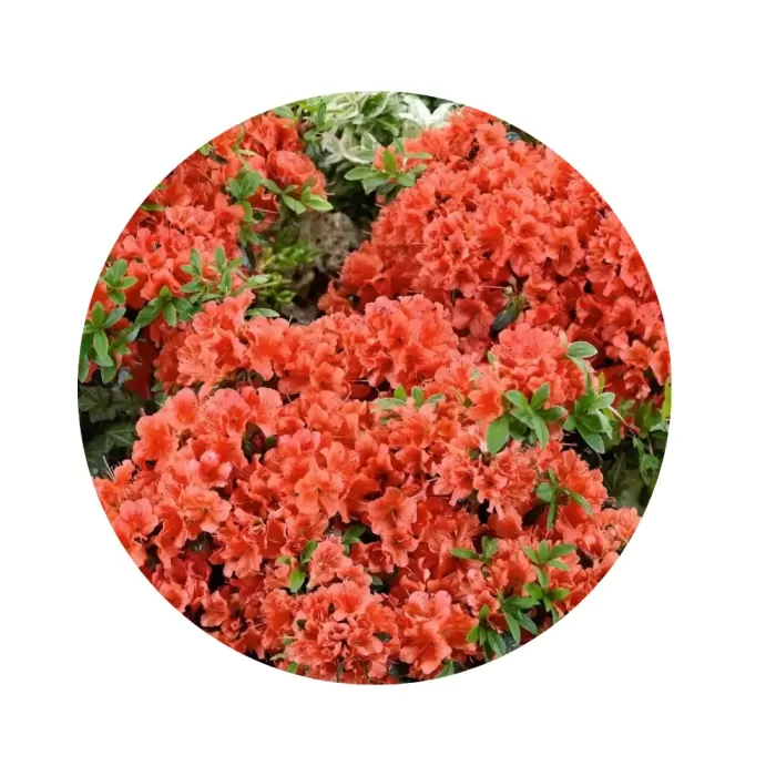 Азалія японська "Оранж Б'юті" (Azalea japonica 'Orange Beauty') (вогненно-помаранчеві квіти, компактний напіввічнозелений сорт)