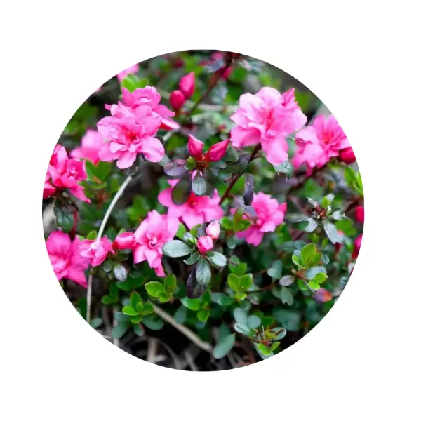 Азалія японська "Рококо" (Azalea japonica 'Rokoko') (махрові ніжно-рожеві квіти, мініатюрний рясноквітучий сорт)