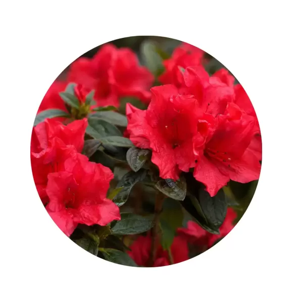Азалія японська "Стюартстоніан" (Azalea japonica 'Stewartstonian') (теракотово-червоні квіти, бронзово-винне зимове листя)