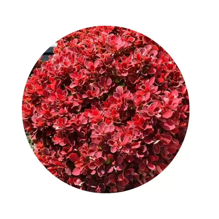 Барбарис Тунберґа «Ruby Star»