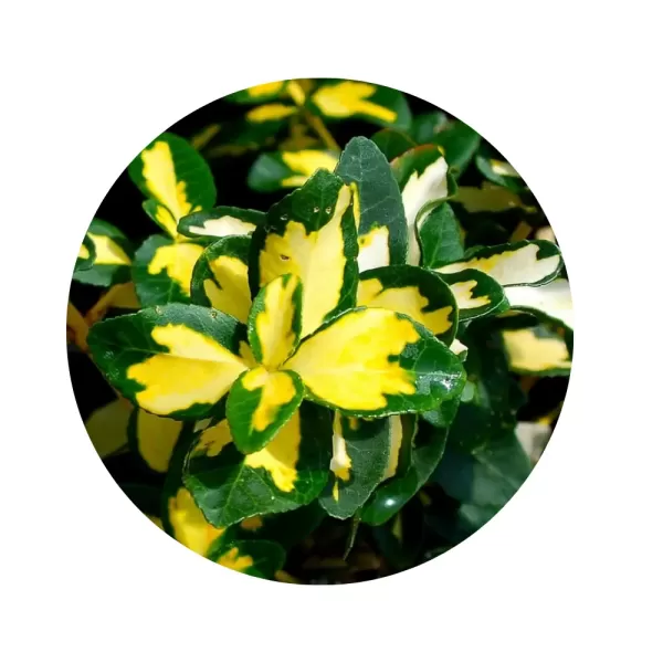 Бересклет Форчуна «Sunspot» (Euonymus fortunei ‘Sunspot’)