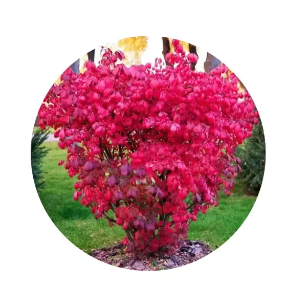 Бересклет крилатий (Euonymus alatus)