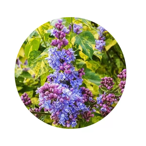 Бузок звичайний "Аукубофолія" (Syringa vulgaris 'Aucubaefolia') (напівмахрові блакитно-лілові квіти, мармурово-строкате листя)