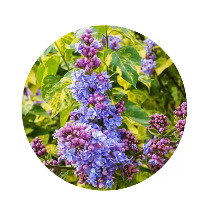 Бузок звичайний "Аукубофолія" (Syringa vulgaris 'Aucubaefolia') (напівмахрові блакитно-лілові квіти, мармурово-строкате листя)