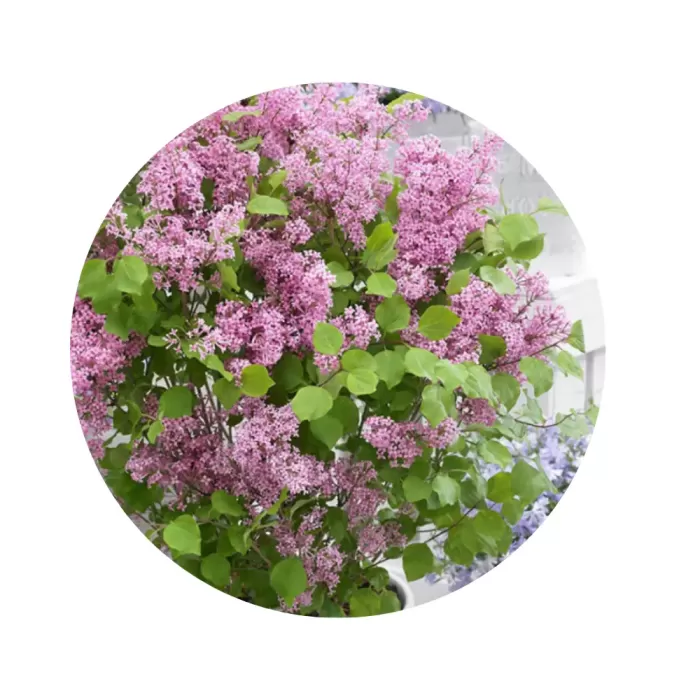 Бузок Мейєра "Флаверфеста Пінк" (Syringa meyeri 'Flowerfesta Pink') (ніжно-рожеві пишні волоті, компактна повторноквітуча форма)