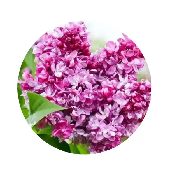 Бузок звичайний "Прінс Волконскі" (Syringa vulgaris 'Prince Wolkonsky') (темно-пурпурово-рубінові махрові квіти)