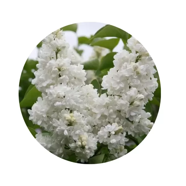 Бузок звичайний "Мадам Лемуан" (Syringa vulgaris 'Mme Lemoine') (білосніжні махрові суцвіття)