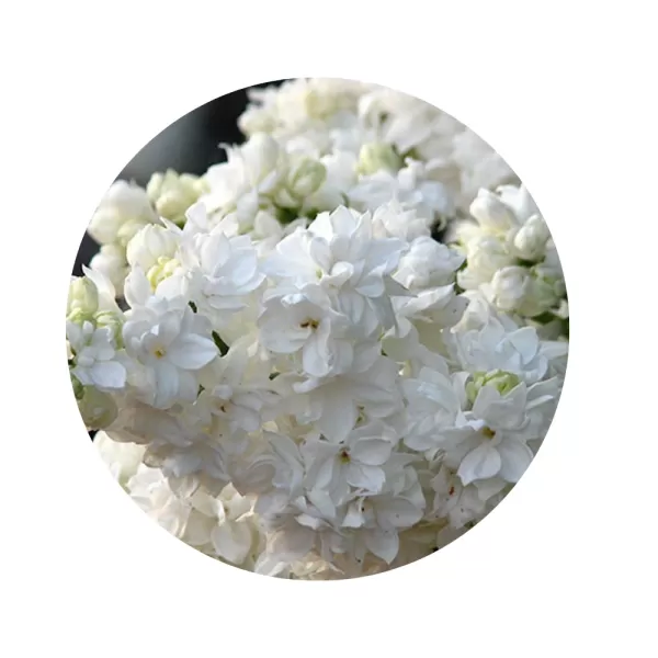 Бузок звичайний "Монік Лемуан" (Syringa vulgaris 'Monique Lemoine') (густомахрові сніжно-білі пірамідальні волоті)