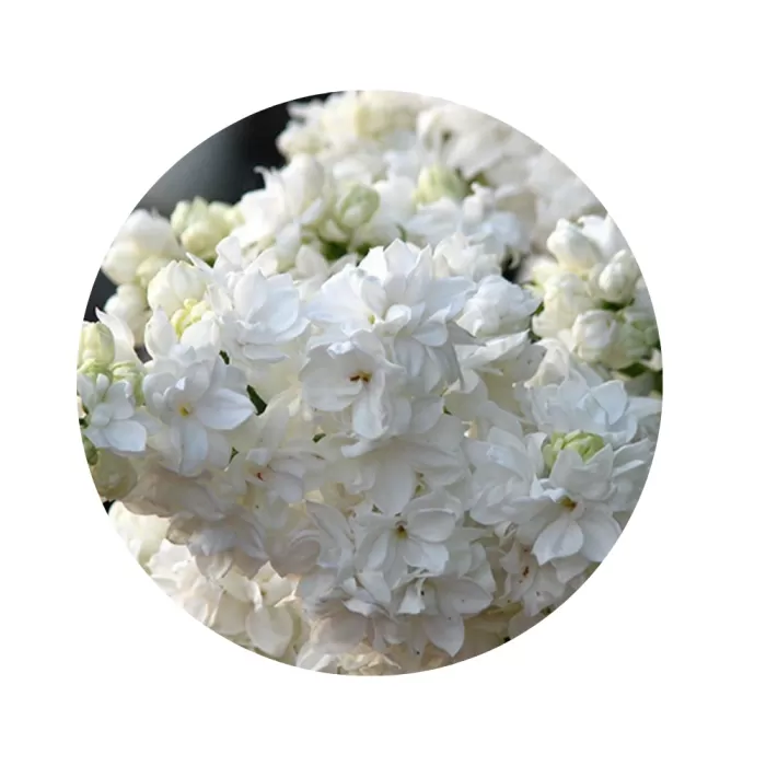 Бузок звичайний "Монік Лемуан" (Syringa vulgaris 'Monique Lemoine') (густомахрові сніжно-білі пірамідальні волоті)
