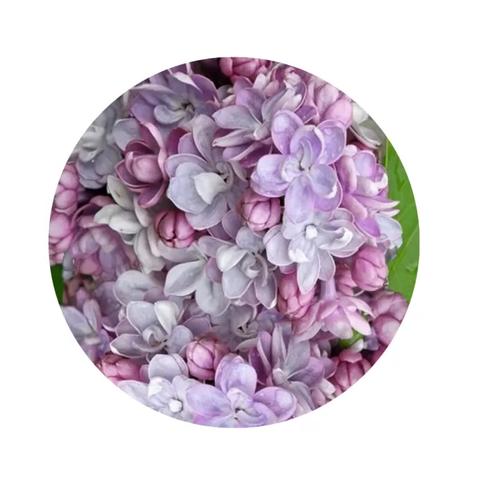 Бузок звичайний "Пам'ять про Вавілова" (Syringa vulgaris 'Pamyat o Vavilove') (махрові бузково-рожеві великі квіти)