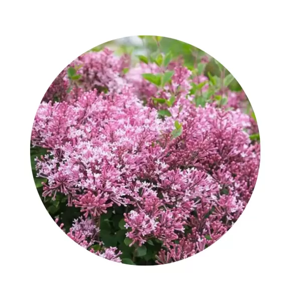 Бузок Мейєра "Пінк Парфум" (Syringa meyeri 'Pink Perfume') (рожево-лілові ароматні квіти, карликовий ремонтантний сорт)