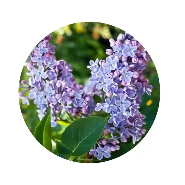 Бузок Престон "Редвайн" (Syringa prestoniae 'Redwine') (винно-червоні великі волоті, невибагливий пізній сорт)