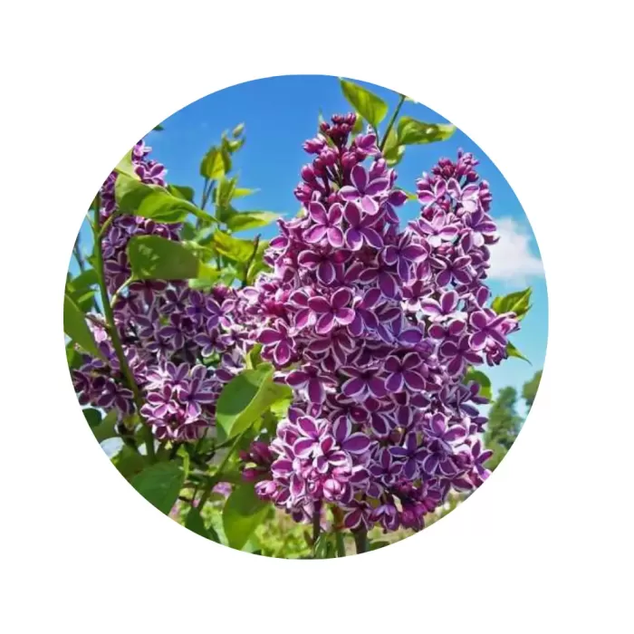 Бузок звичайний "Сенсація" (Syringa vulgaris 'Sensation') (пурпурові квіти з білою облямівкою)