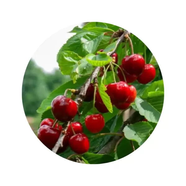 Черешня "Бігаро Бурлат" (солодкий смак, ранній термін дозрівання)