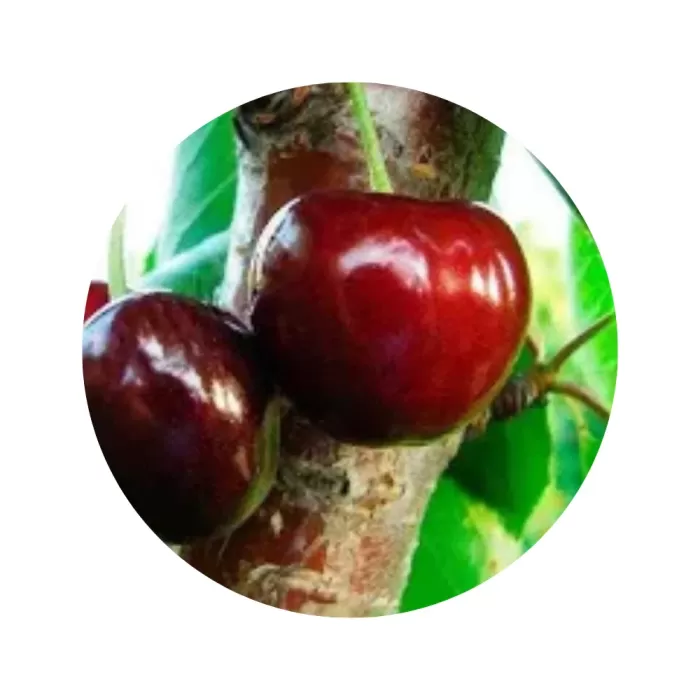 Черешня "Донецька красуня" (червона м’якоть, середній термін дозрівання)