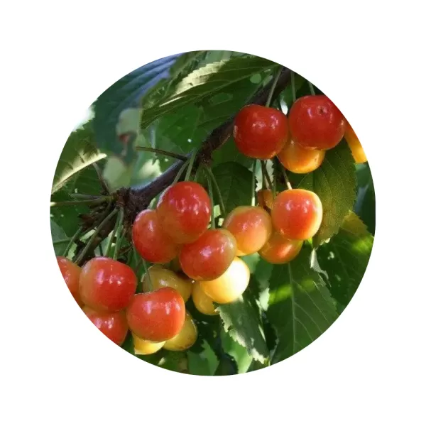 Черешня "Франц Йосиф" (Franz Joseph) (жовта м’якоть, середній термін дозрівання)