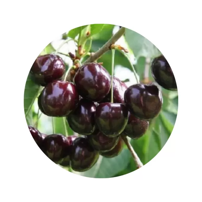 Черешня "Іпуть" (темно-червона м’якоть, ранній термін дозрівання)