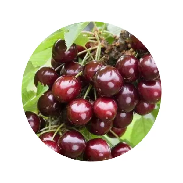 Черешня колоновидна "Сильвія" (Sylvia) (червона м’якоть, середній термін дозрівання)