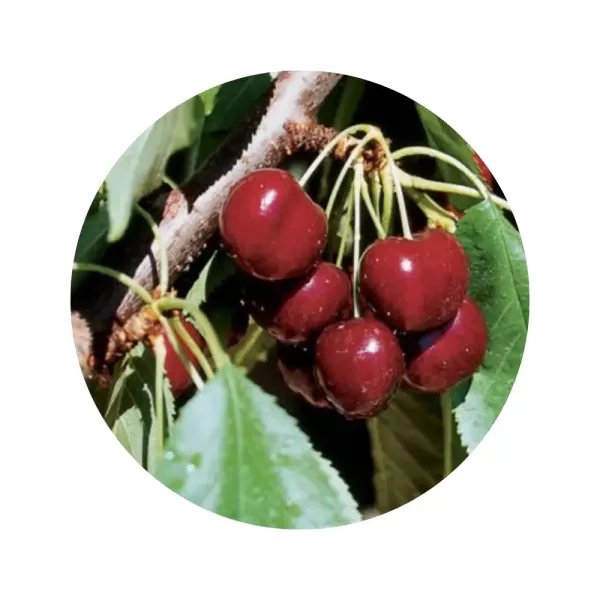 Черешня "Лапінс" (темно-червона м’якоть, середньо-пізній термін дозрівання)