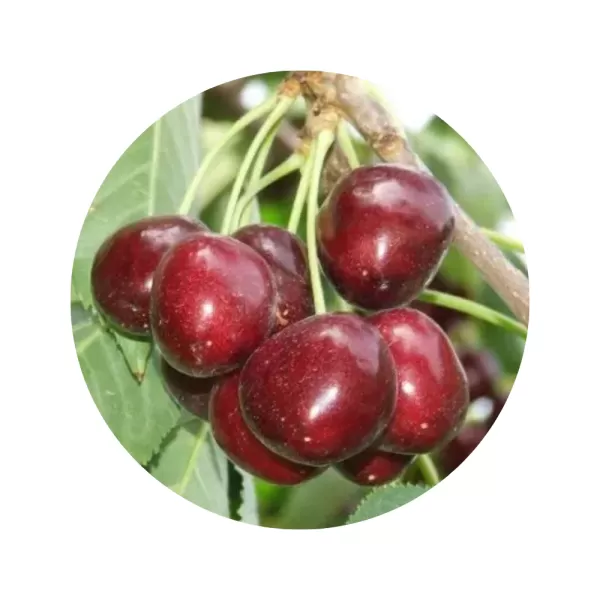 Черешня "Наполеон" (Napoleon) (жовта м’якоть, середній термін дозрівання)