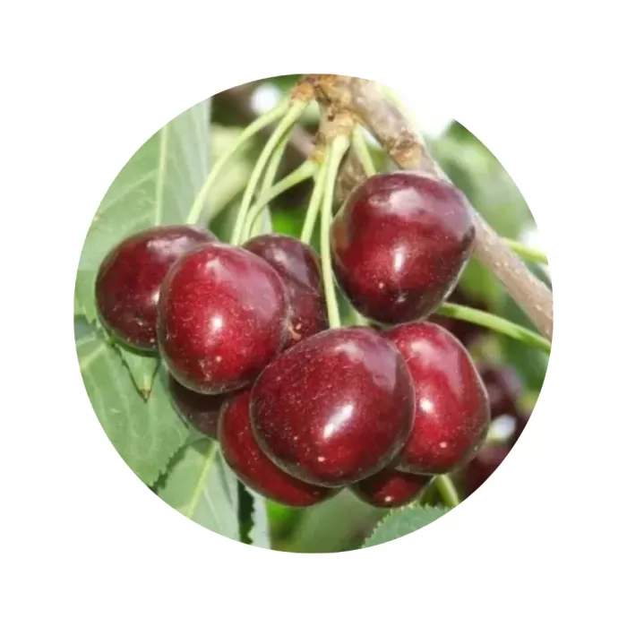 Черешня "Наполеон" (Napoleon) (жовта м’якоть, середній термін дозрівання)