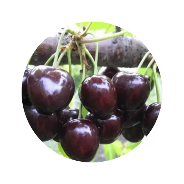 Черешня "Овстуженка" (темно-червона м’якоть, ранній термін дозрівання)