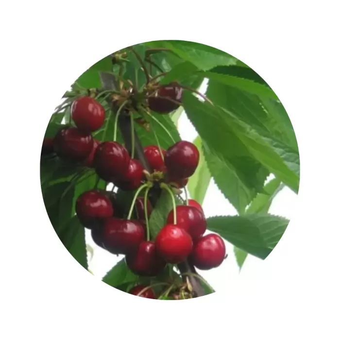 Черешня "Ріта" (соковита м’якоть, надранній термін дозрівання)