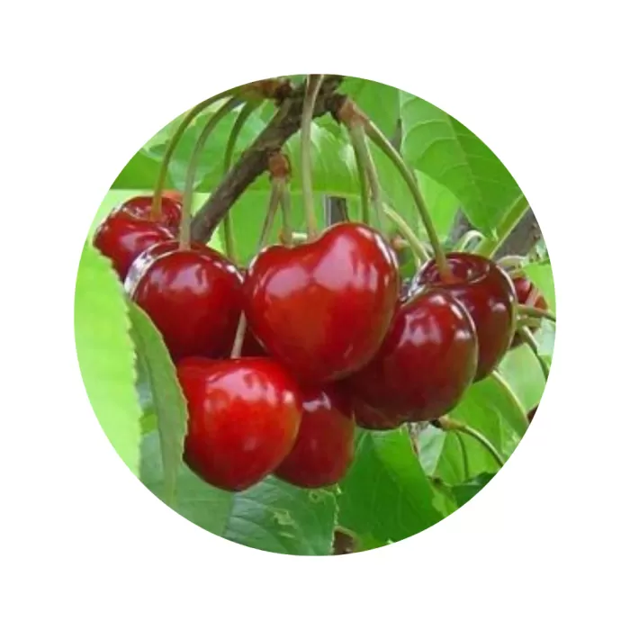 Черешня "Самміт" (Summit) (червона м’якоть, середній термін дозрівання)