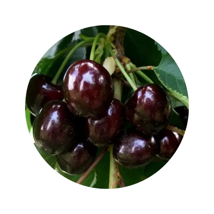 Черешня "Світхарт" (Sweetheart) (червона м’якоть, пізній термін дозрівання)